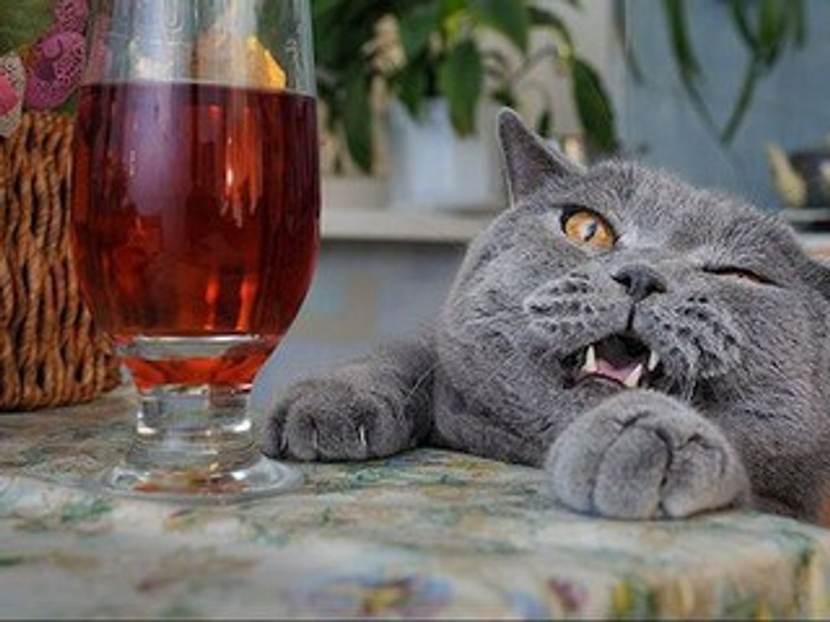 Wine for your cat? IT DOES EXIST!!!