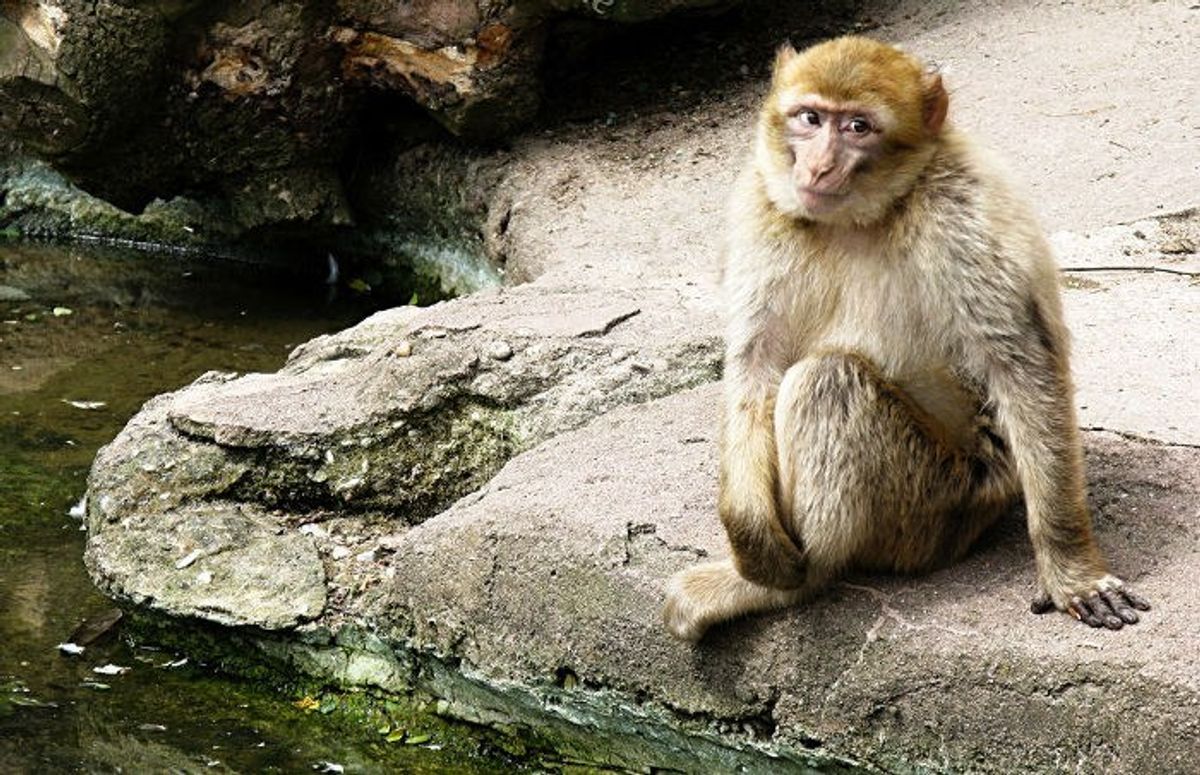 Costa Rica To Shut Down Its Zoos And Free Captive Animals
