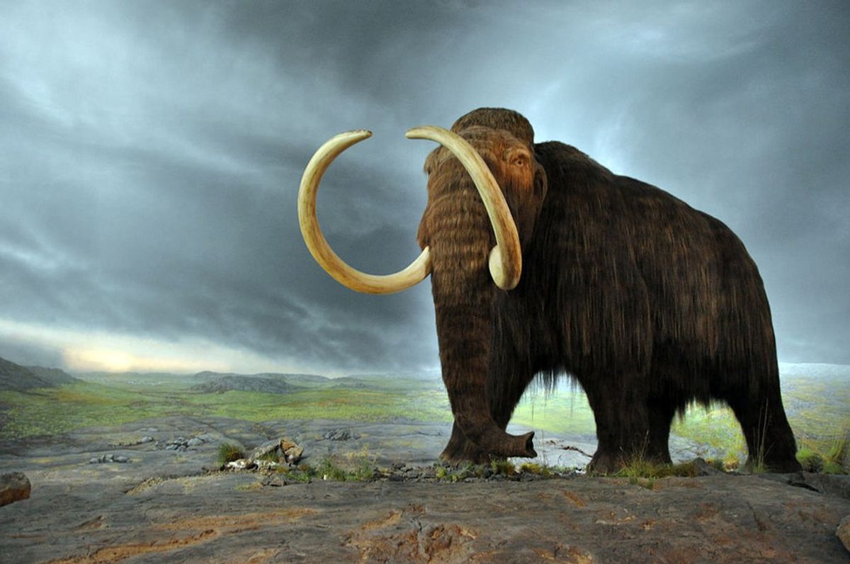 The Ethical Concerns Of Bringing Back The Woolly Mammoth