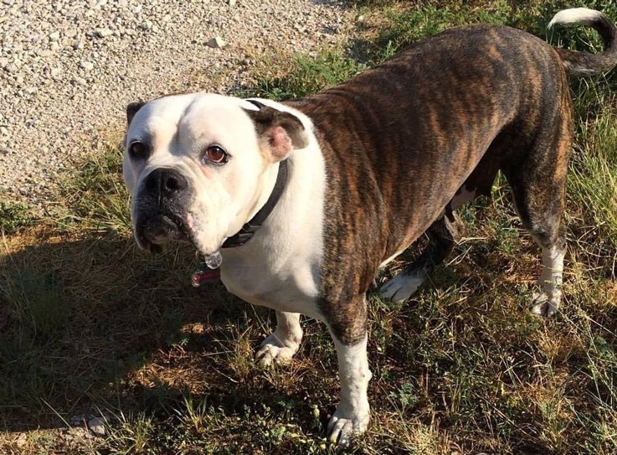 10 Reasons Why Having a Dog While in College is the Best Thing Ever