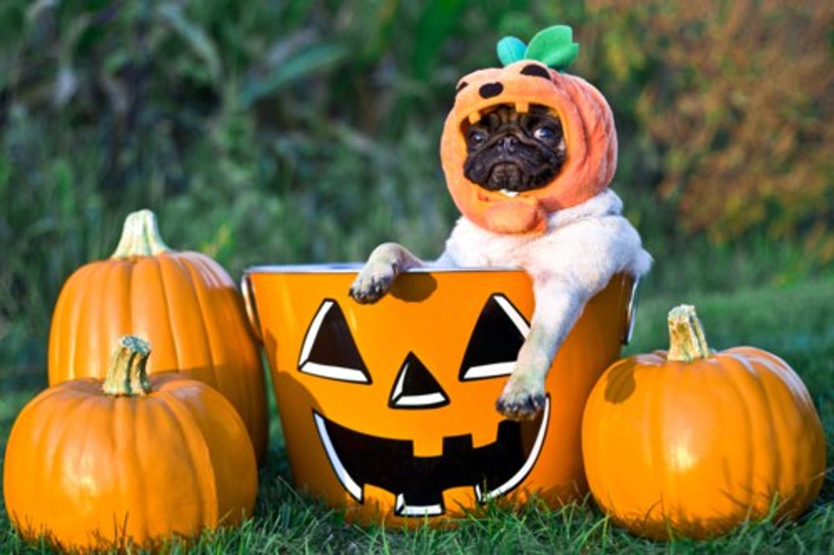 13 Dog Photos That Will Get You Excited For Fall