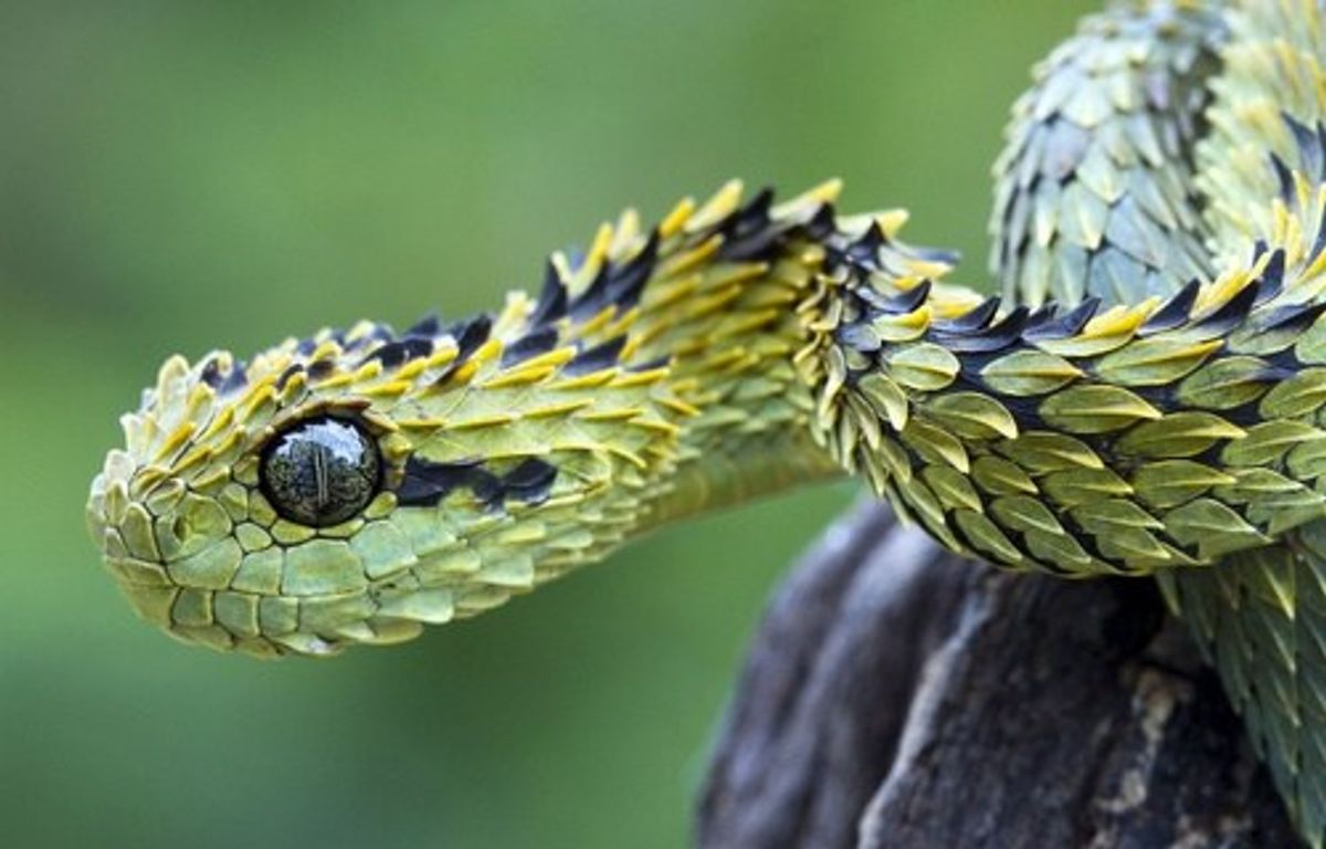 rare snake species, one of coolest animals in the world