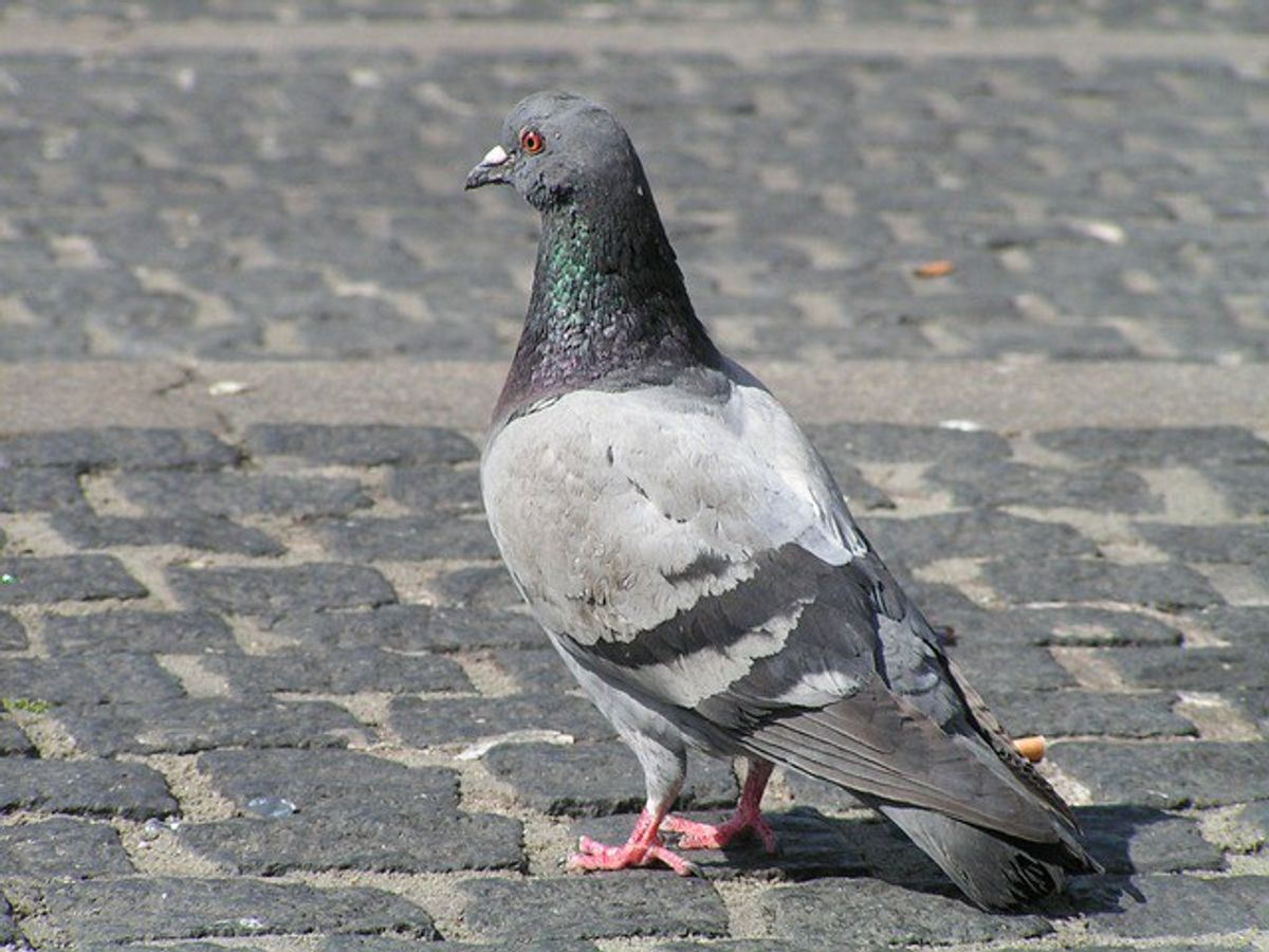 "Pigeons of Boston":The Best Facebook Page You've Never Heard Of
