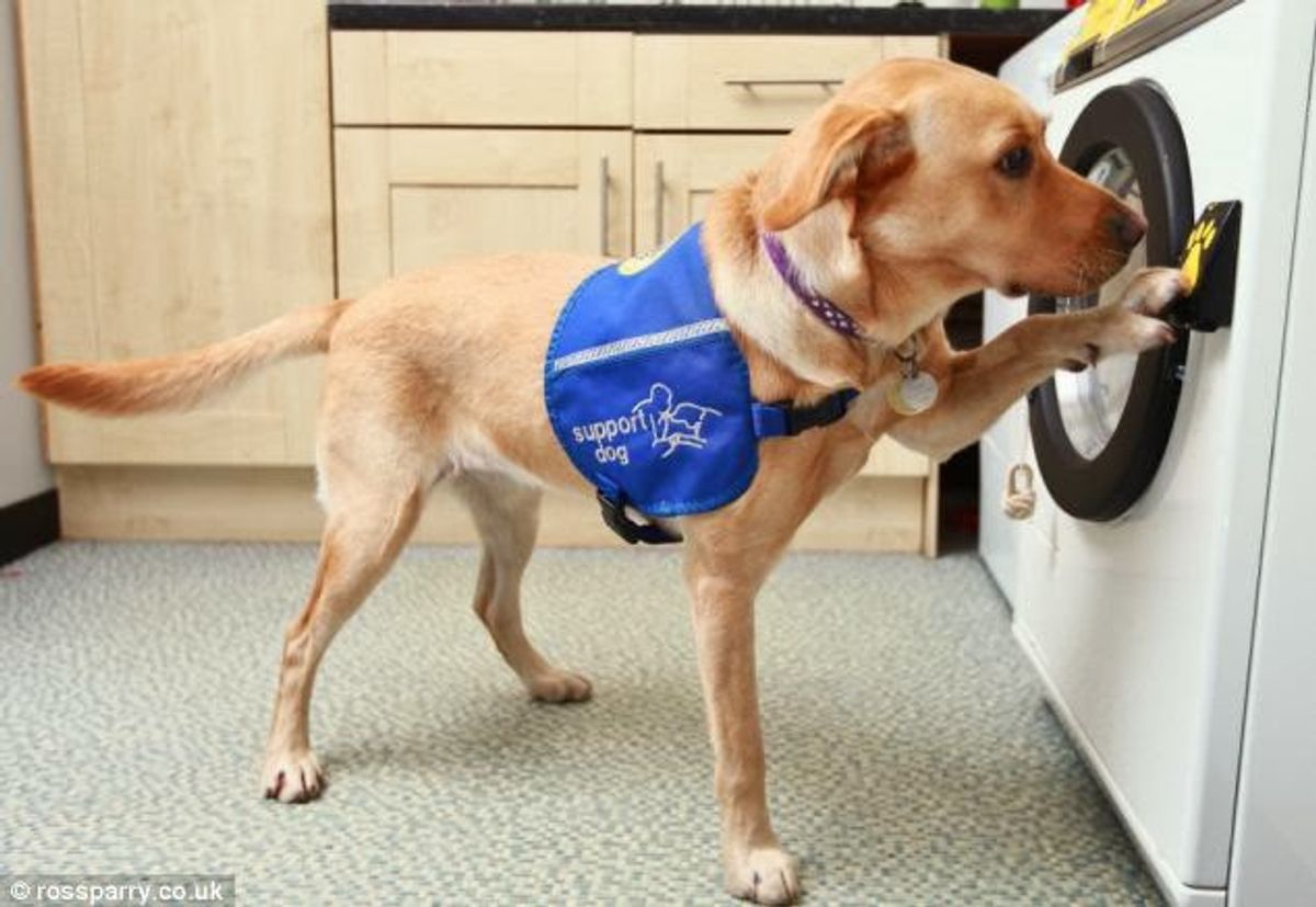 What You Need To Know About Assistance Dogs