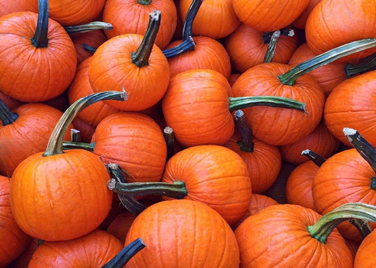 Where To Go in Essex County to Fulfill Your Pumpkin Needs