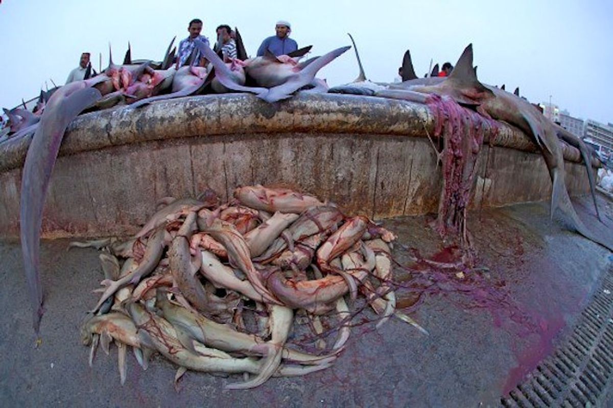 The Problem Is Bigger Than Shark Finning