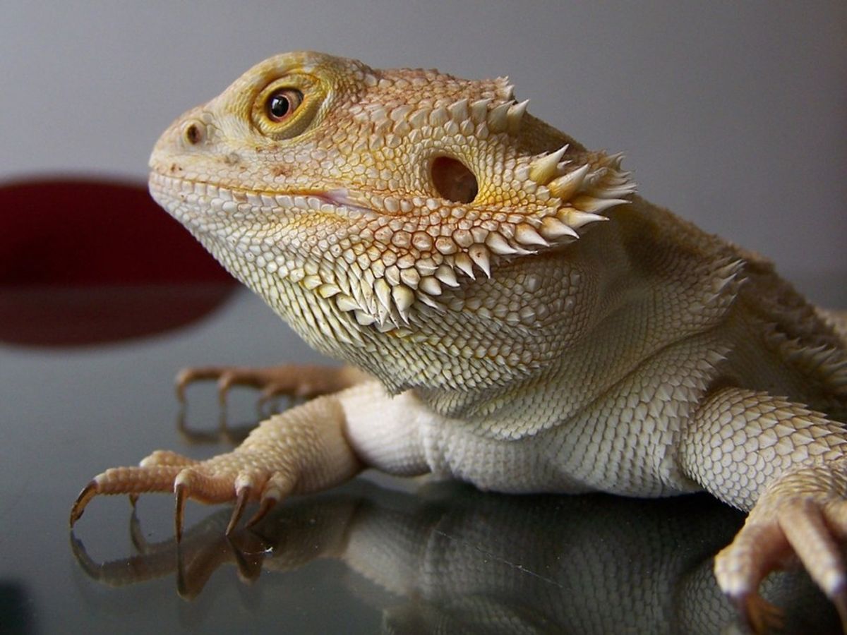 5 Things I Learned From Being A Lizard On Tinder