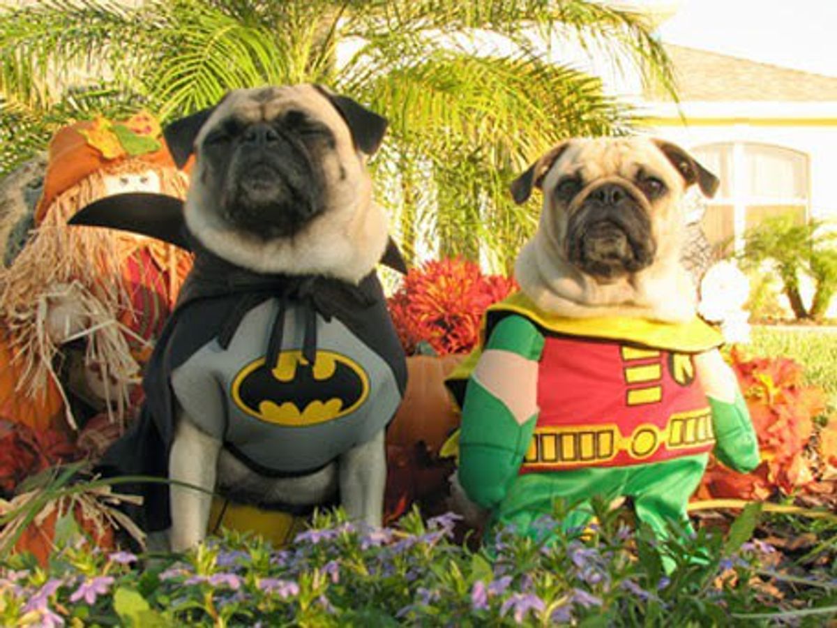 15 Dogs In Costumes That Will Make You Excited For Halloween