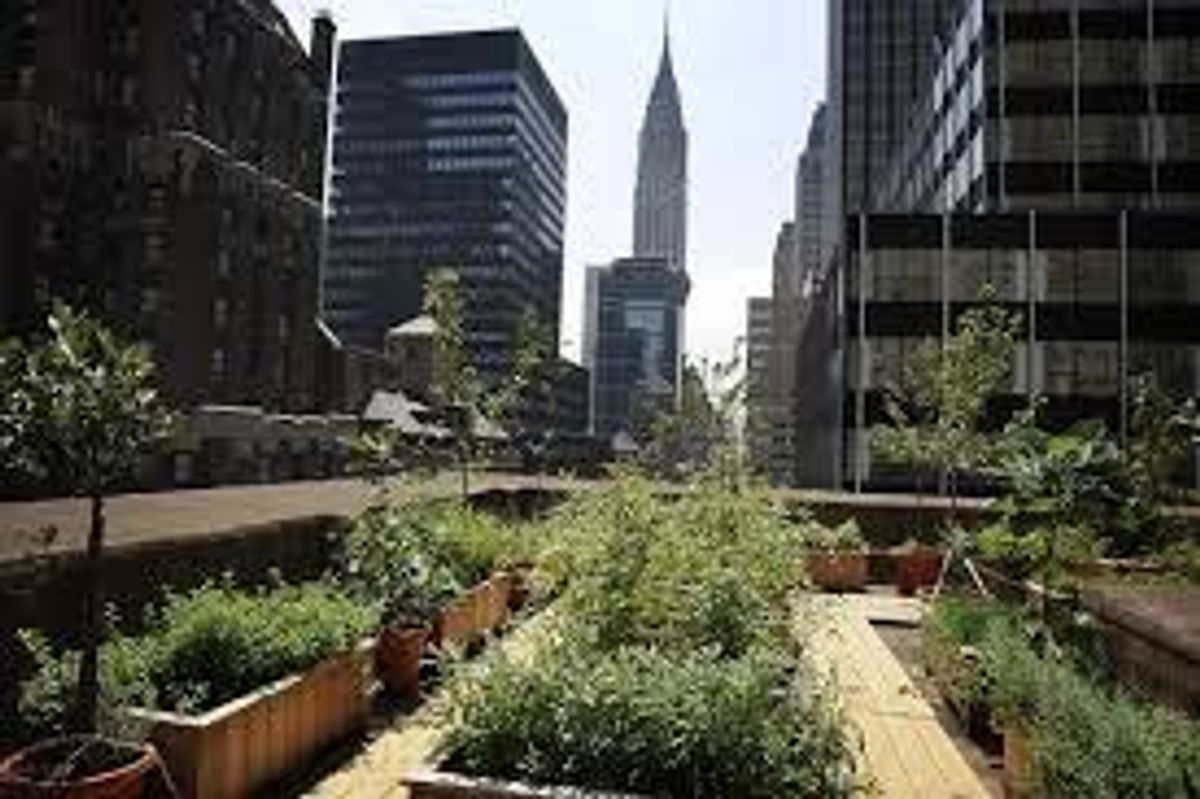 Urban Gardening: Saving Our Inner Cities