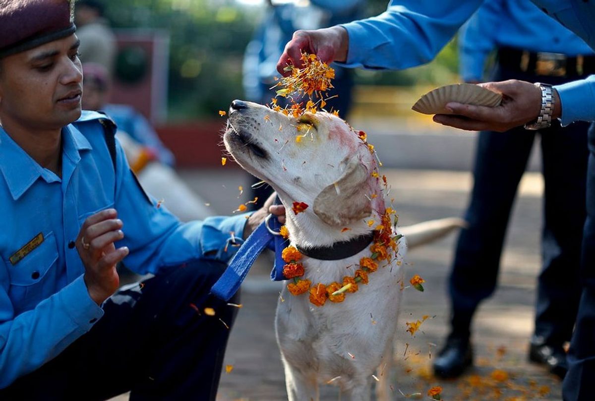 Thank You, Dogs: How Nepal Pays Tribute To Our Furry Little Friends