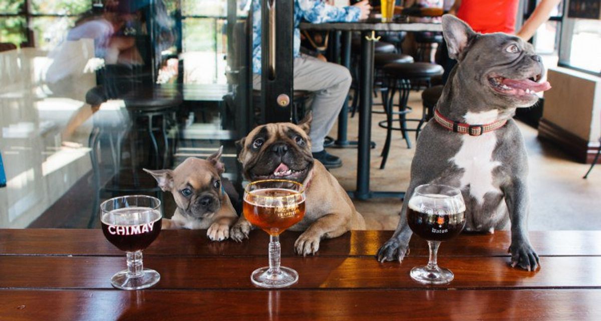 "Dining with Dogs" Law Allows New York Dogs In Restaurants