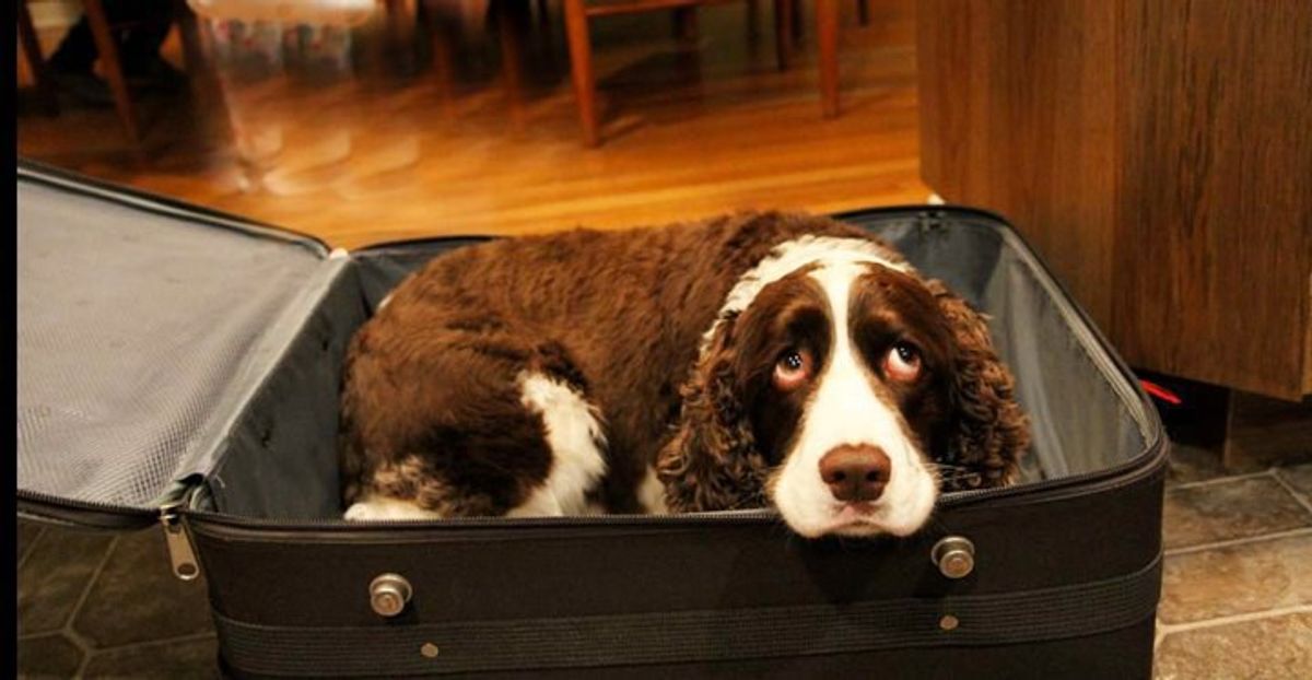 The 20 Struggles Of Leaving Your Dog Behind While At College