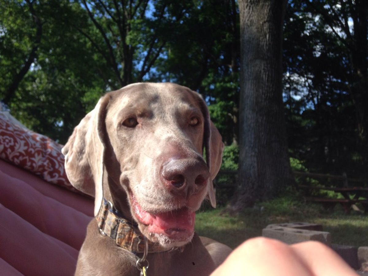 Why Weimaraners Are The Best Dogs