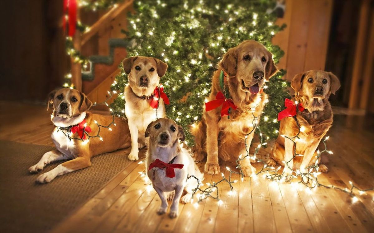 Puppies You Will Want To See Under The Tree