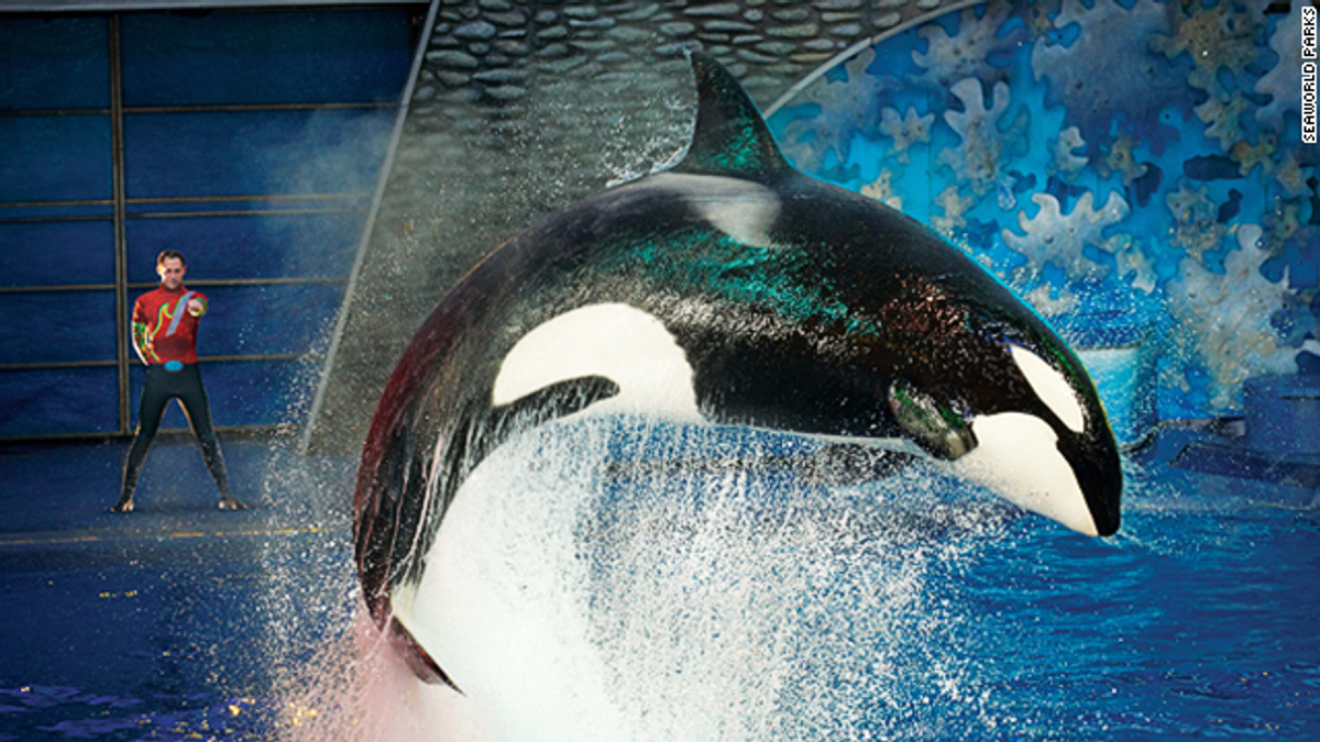 SeaWorld San Diego Ending Orca Shows Next Year