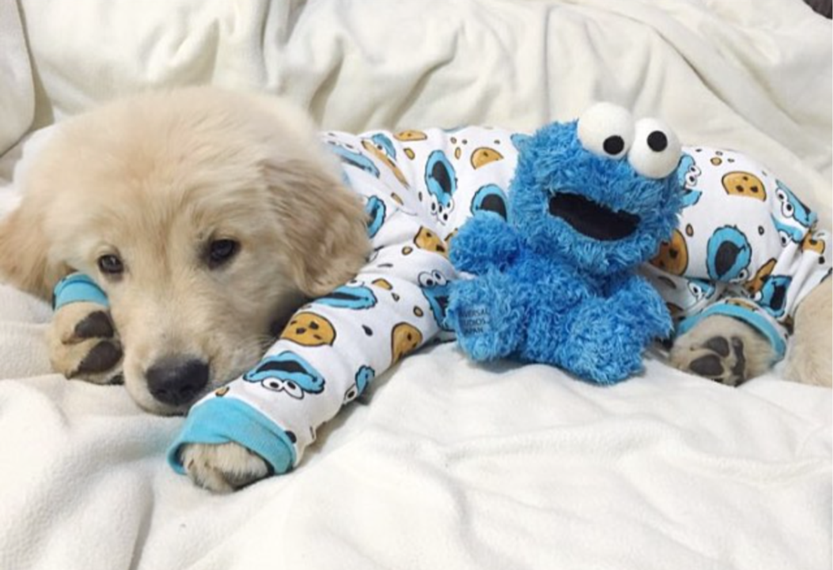 11 Dog-centric Instagrams You Need To Follow