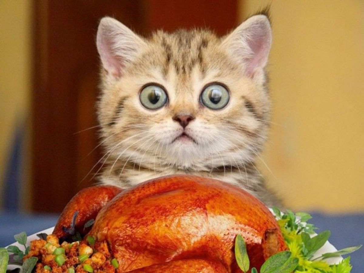 13 Gifs That Perfectly Sum Up Thanksgiving Break