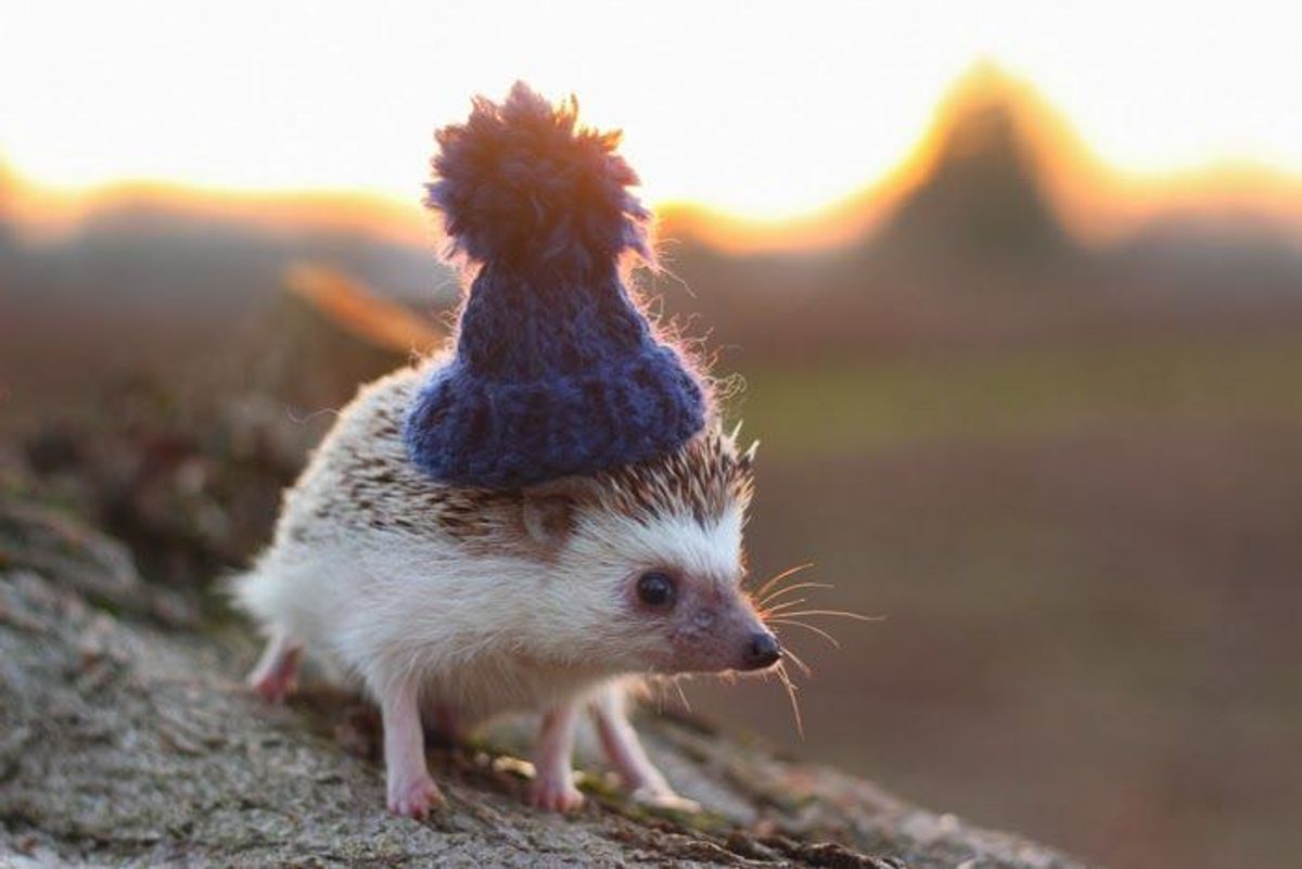 11 Reasons To Celebrate Hedgehogs