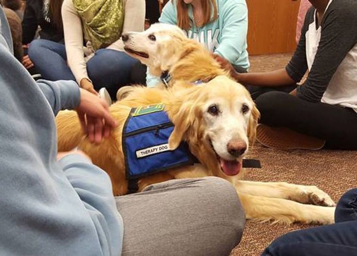 The Benefits Of Therapy Dogs On College Campuses