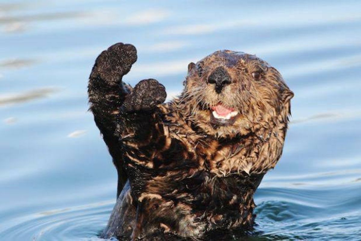 15 Un-BEAR-able Animal Puns That Will Get You Through Finals Week