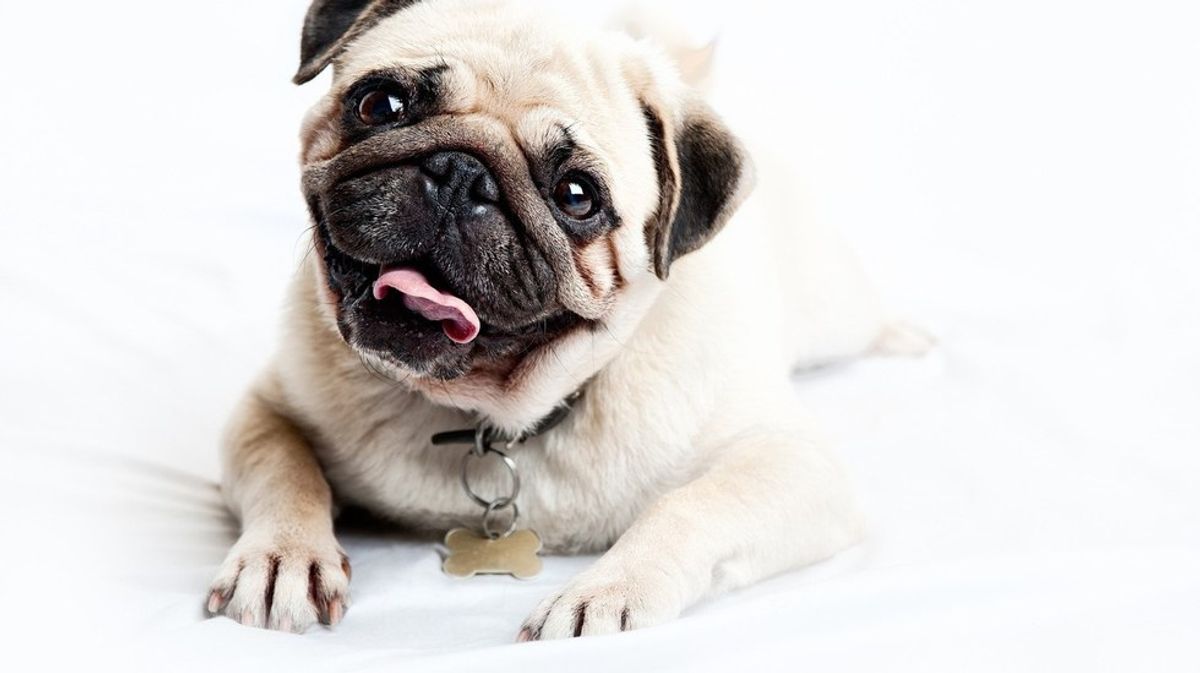 9 Reasons Why Pugs Are Wonderful