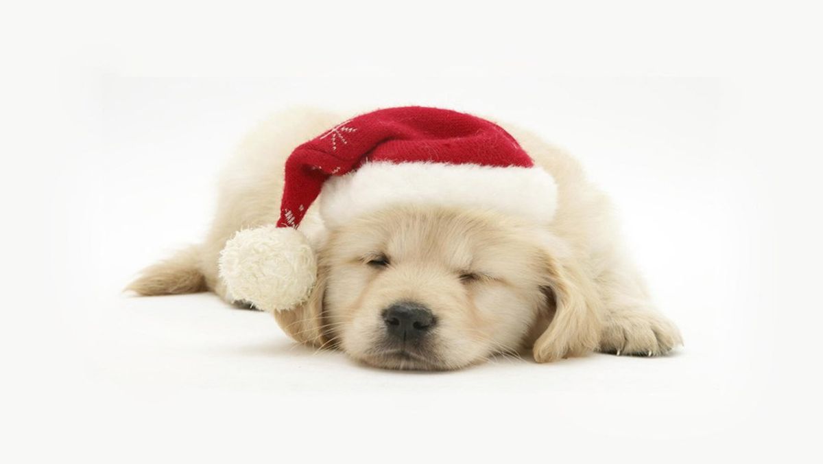 9 Reasons To Put A Puppy On Your Christmas List