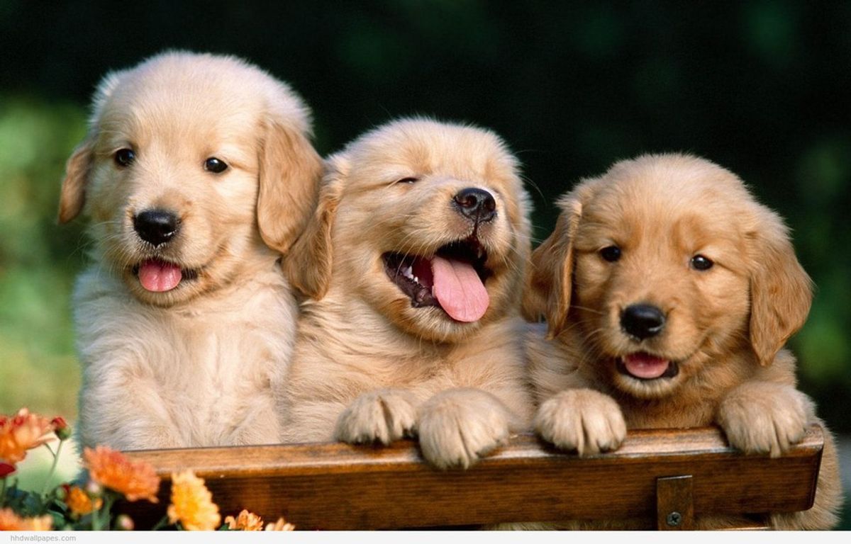 Cute Puppies To Get You Through Finals Week