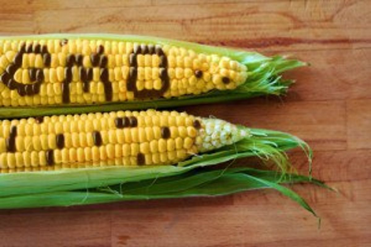 Why GMOs Are Harmless