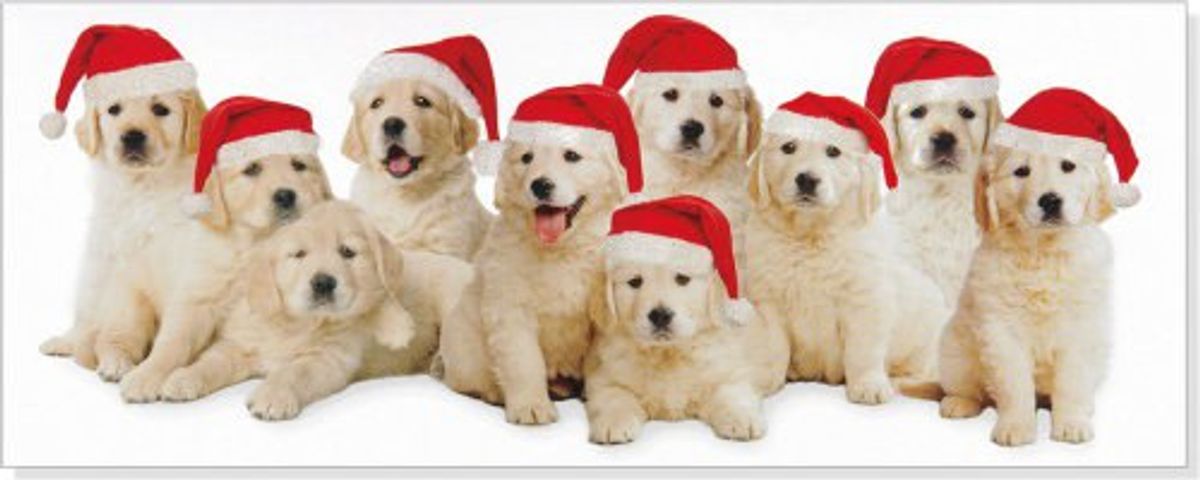 10 Puppies That Will Totally Get You In The Holiday Spirit