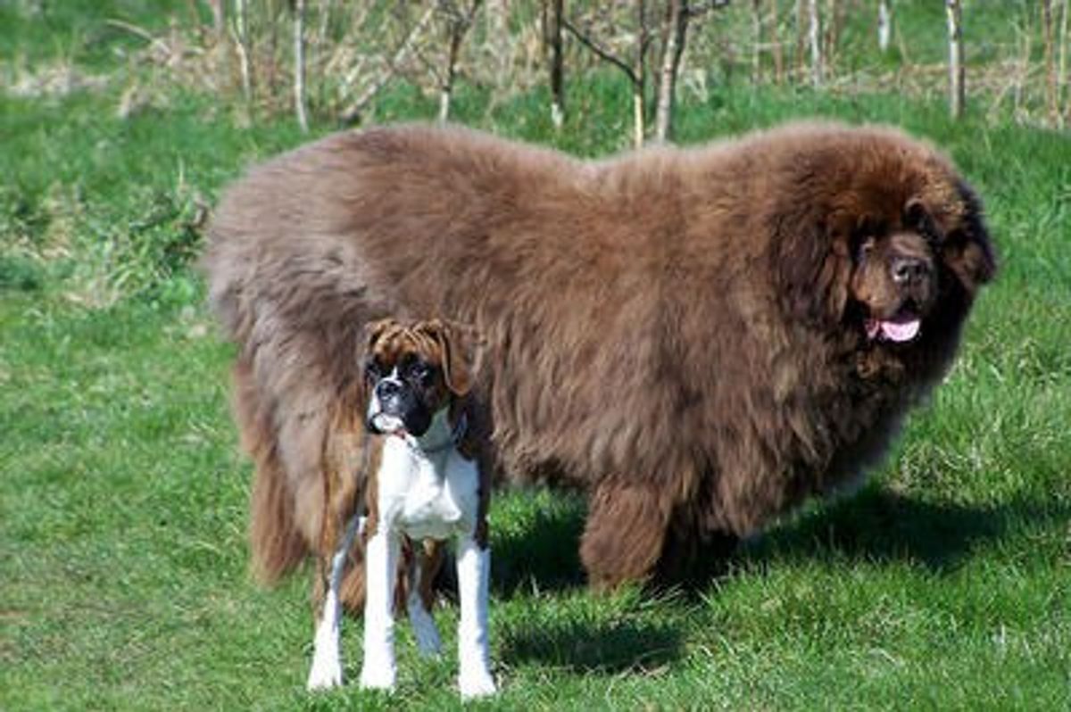 5 Large And Fluffy Dog Breeds For Families Who Want More To Love