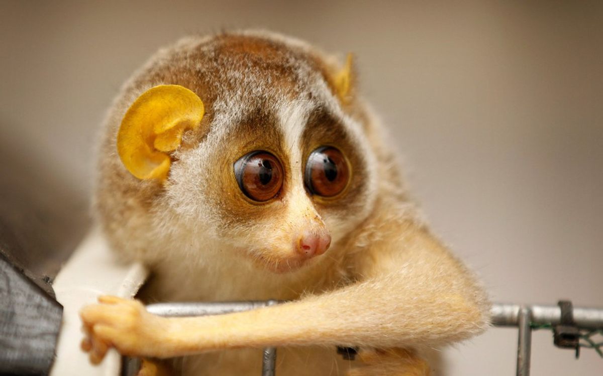 7 Of The Cutest Endangered Species