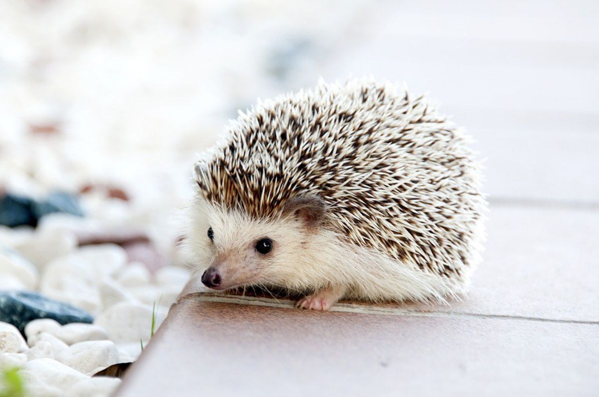 10 Things You Didn't Know About Hedgehogs