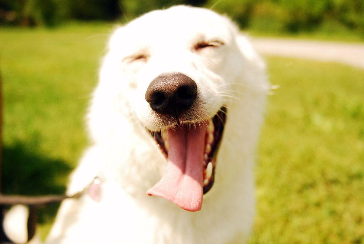 6 Reasons Dogs Make Our Lives Better