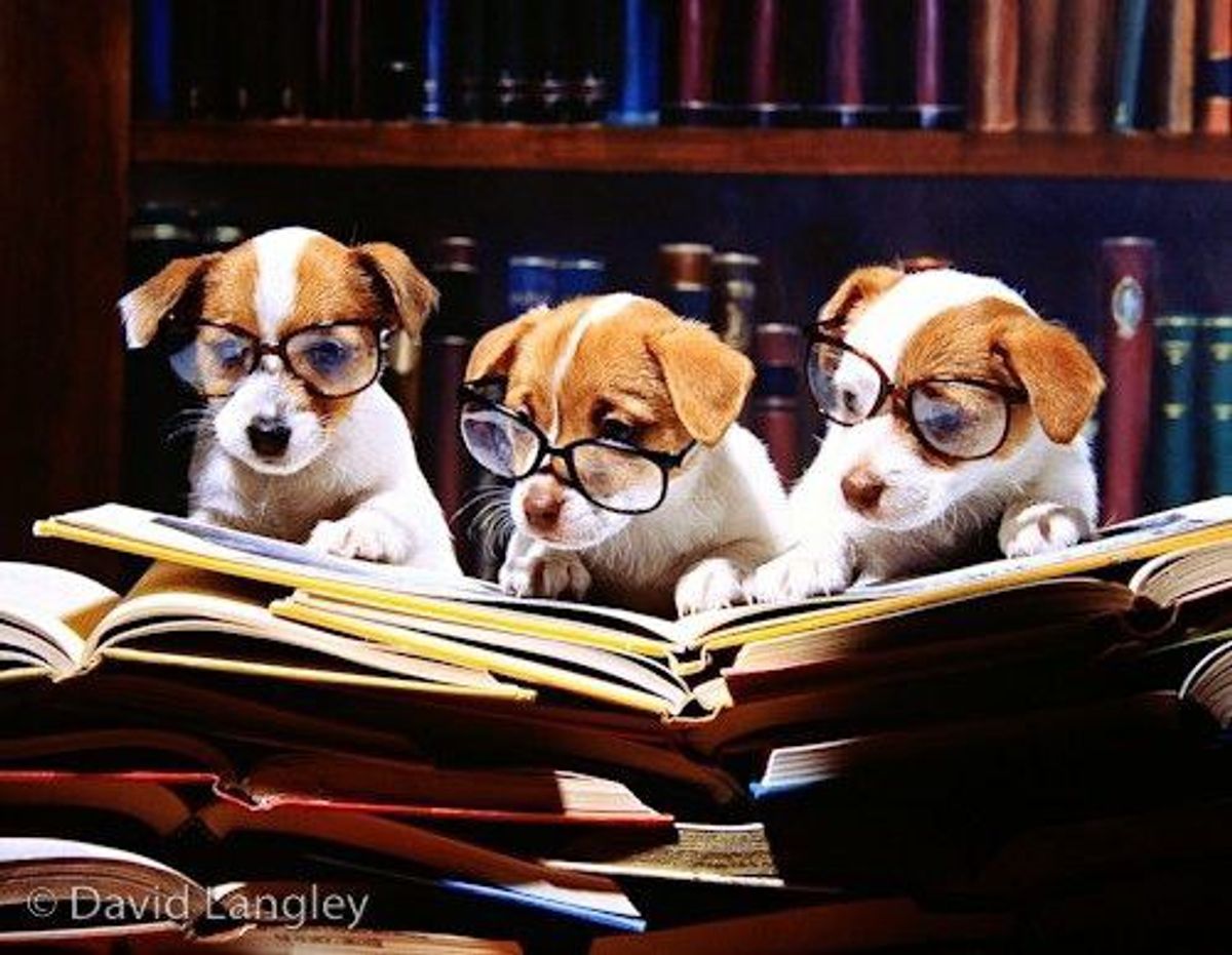 If Dogs Went To College