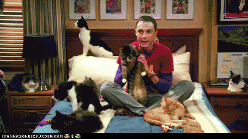 20 Signs You Are A Crazy Cat Lady