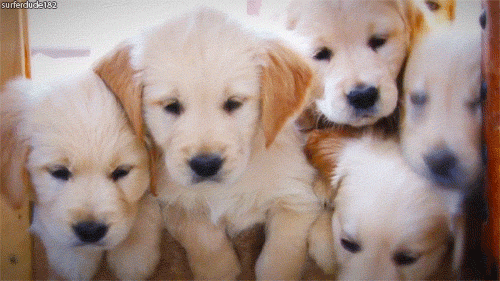 15 Puppy GIFs To Get You Through The Week