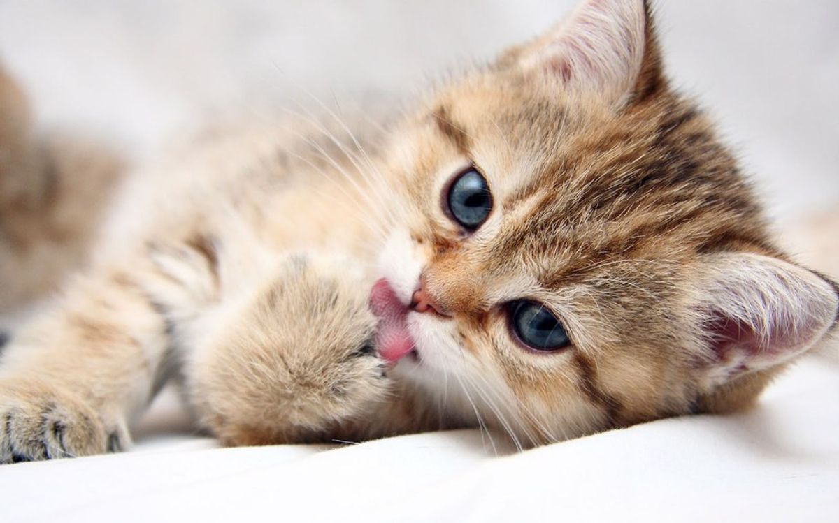 10 Cute Cats To Keep You From Thinking About The New Semester