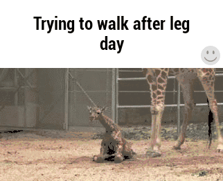 Why You Need Leg Day And It Needs You