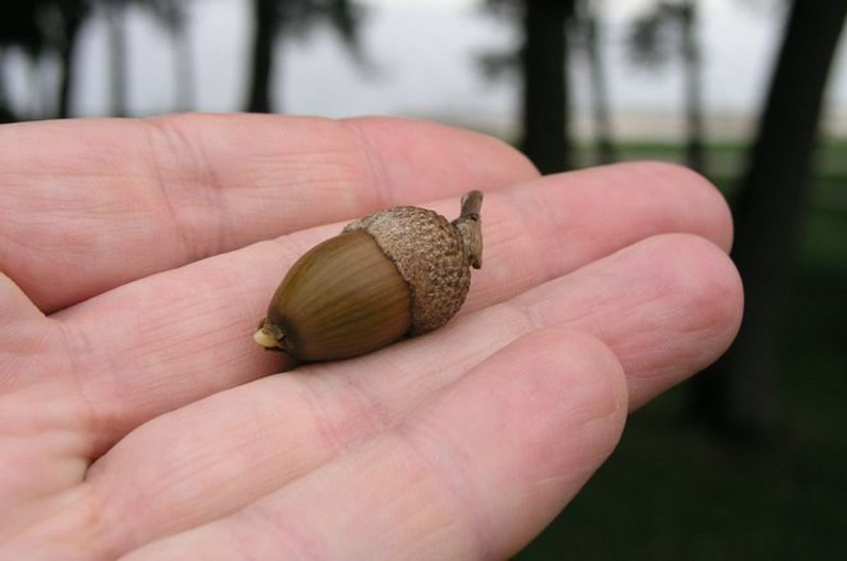 When God Gives You An Acorn