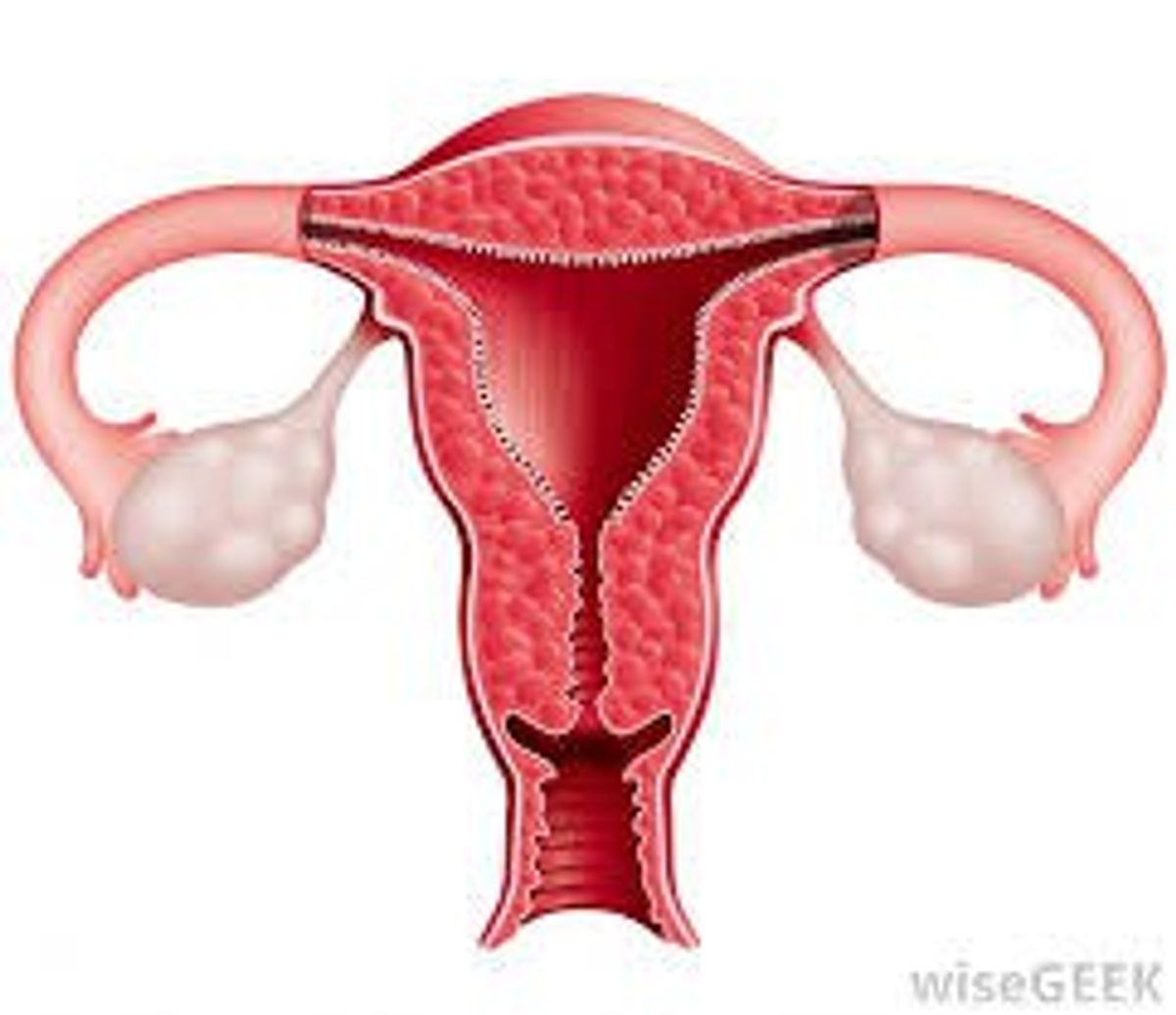 Uterus Transplants For Infertile Women In The U.S.