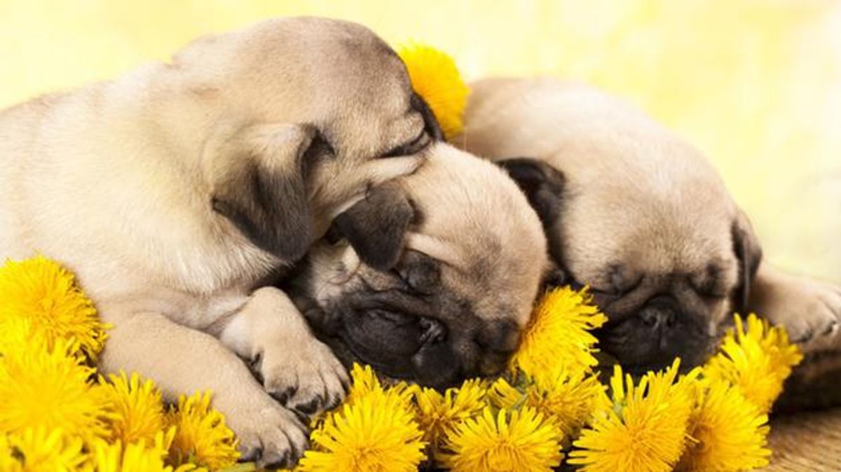 10 Reasons Why Pugs Are The Best Dogs Ever