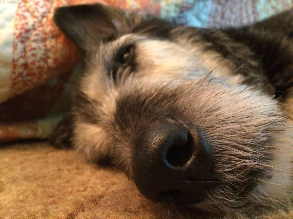 13 Life Lessons Your Senior Dog Teaches You