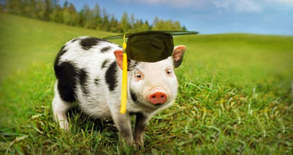 "College," As Told By Pigs