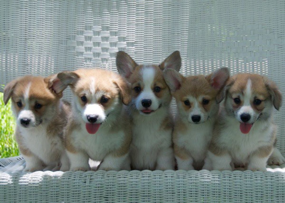 13 Of The Best Corgis On The Internet