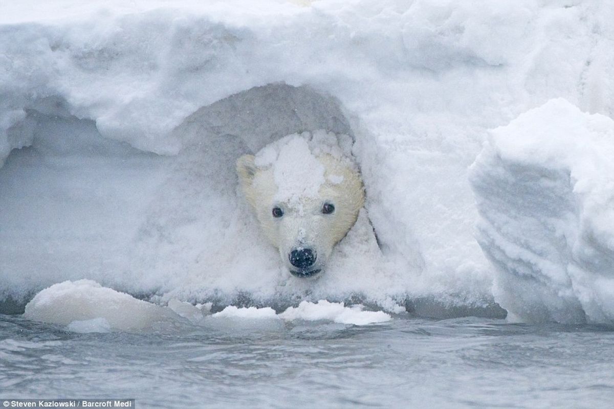 Animals In Snow Is The Greatest Thing You'll See Today