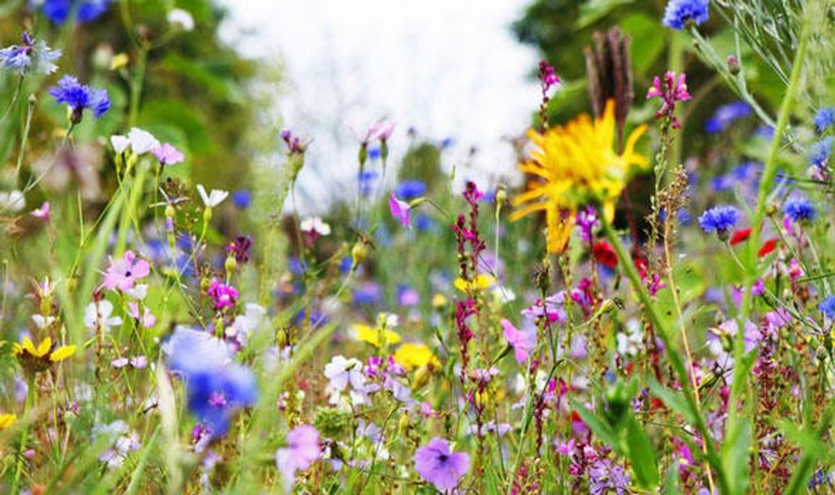 Why We Should Play In The Wild Flowers