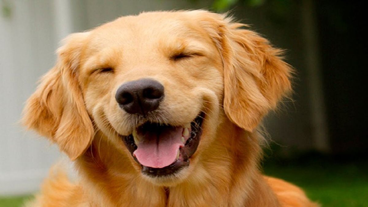 10 Reasons Why Dogs Are Better Than Humans