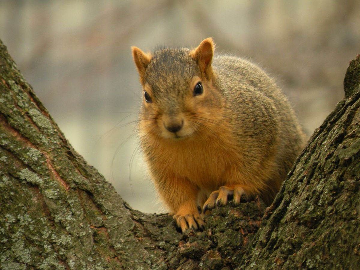 11 Things BG Squirrels Would Say If They Could Talk
