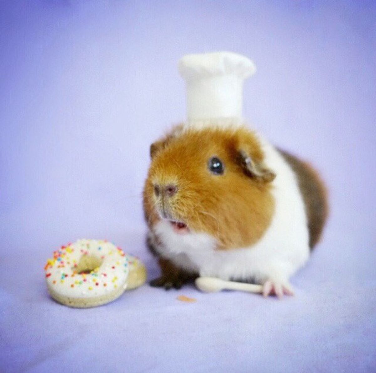 11 Reasons Guinea Pigs Are Adorable
