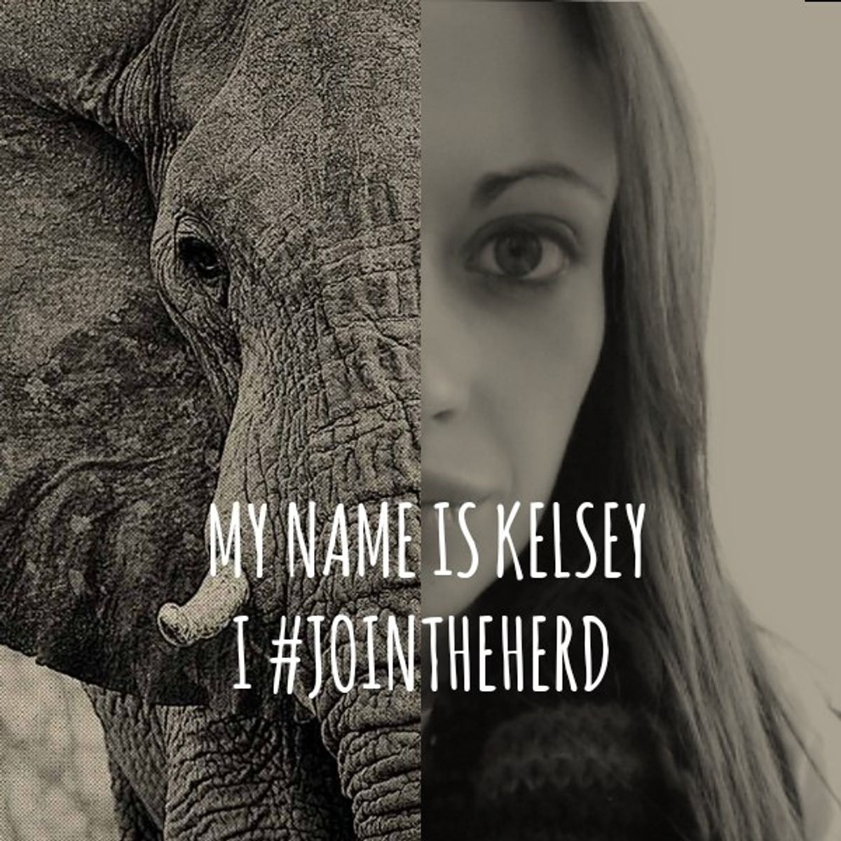 Year Of The... Elephant? The Odyssey Online